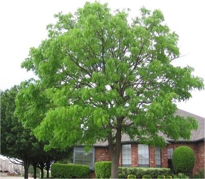 "Careful tree pruning in Lancaster, PA to enhance their overall aesthetics."