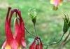Native Columbine 