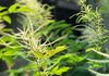 Goat’s Beard