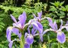 Blue Flag Iris