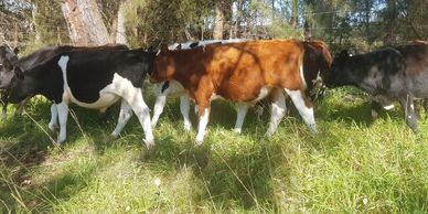Goulburn Farm Management, Agriculture, Farming, Share Farming, Livestock, Cropping