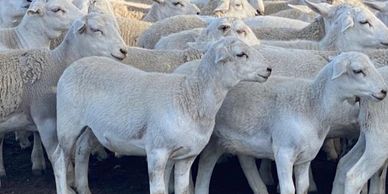 Goulburn Farm Management, Agriculture, Farming, Share Farming, Livestock, Cropping