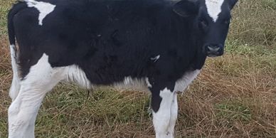 Goulburn Farm Management, Agriculture, Farming, Share Farming, Livestock, Cropping