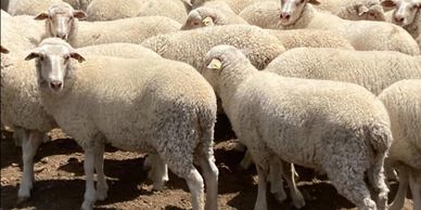 Goulburn Farm Management, Agriculture, Farming, Share Farming, Livestock, Cropping