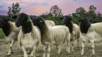 Goulburn Farm Management, Agriculture, Farming, Share Farming, Livestock, Cropping