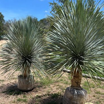 Yucca Rostrata