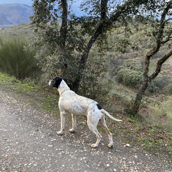 Perro blanco con manchas negras en un camino rural.