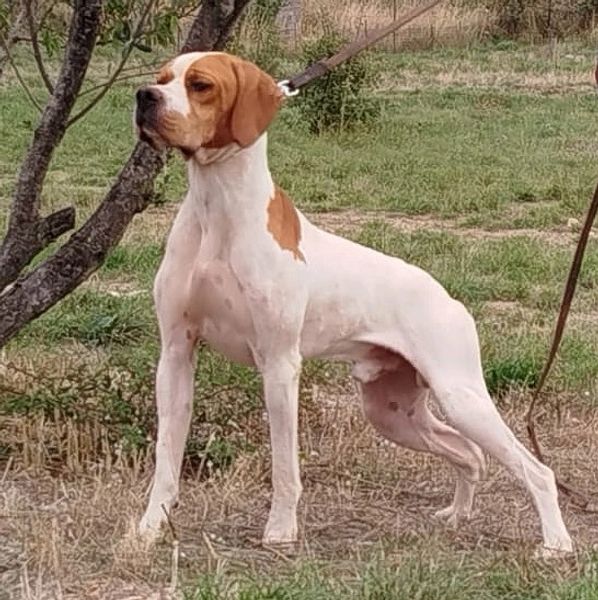 Perro blanco y marrón en el exterior atado a un árbol.