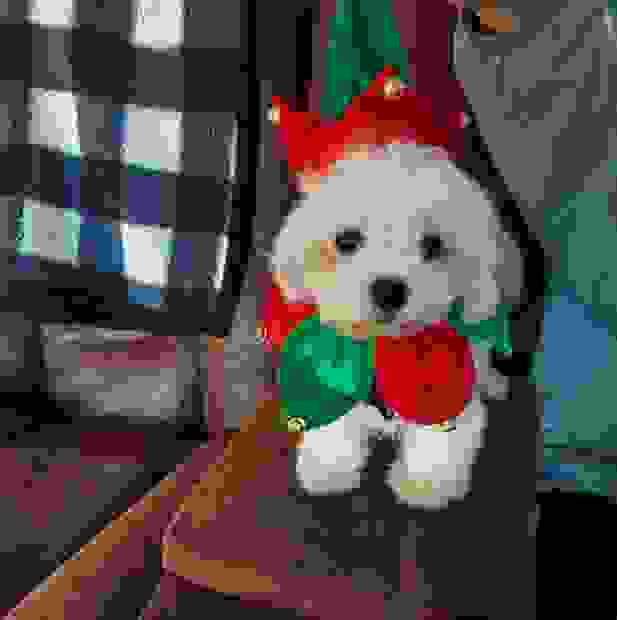 Boarding pet sitting pampered paws dog hotel bonham texas