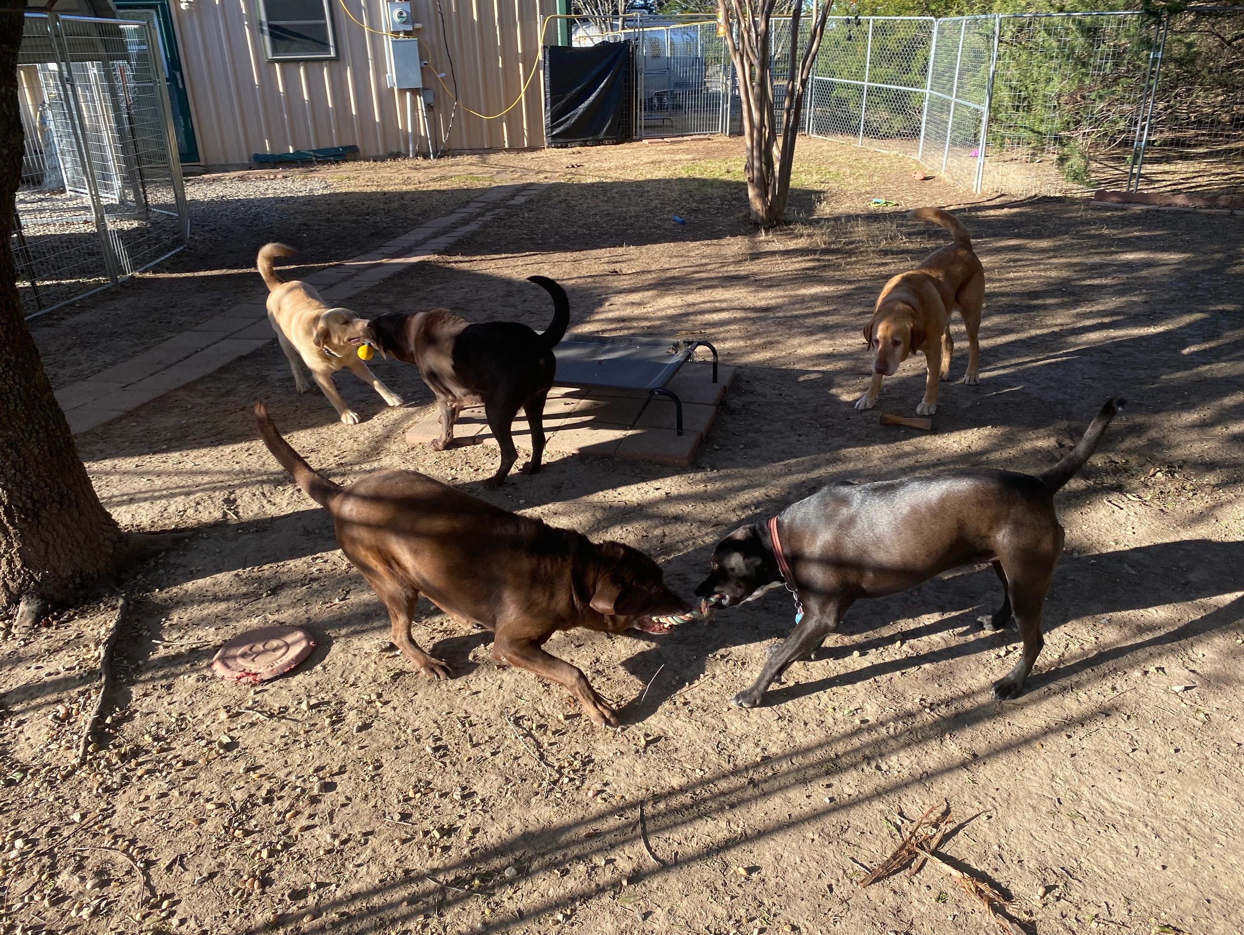 Daycare pampered paws dog hotel