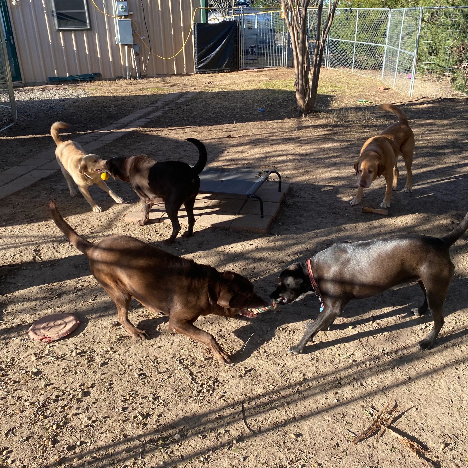 Daycare pampered paws dog hotel