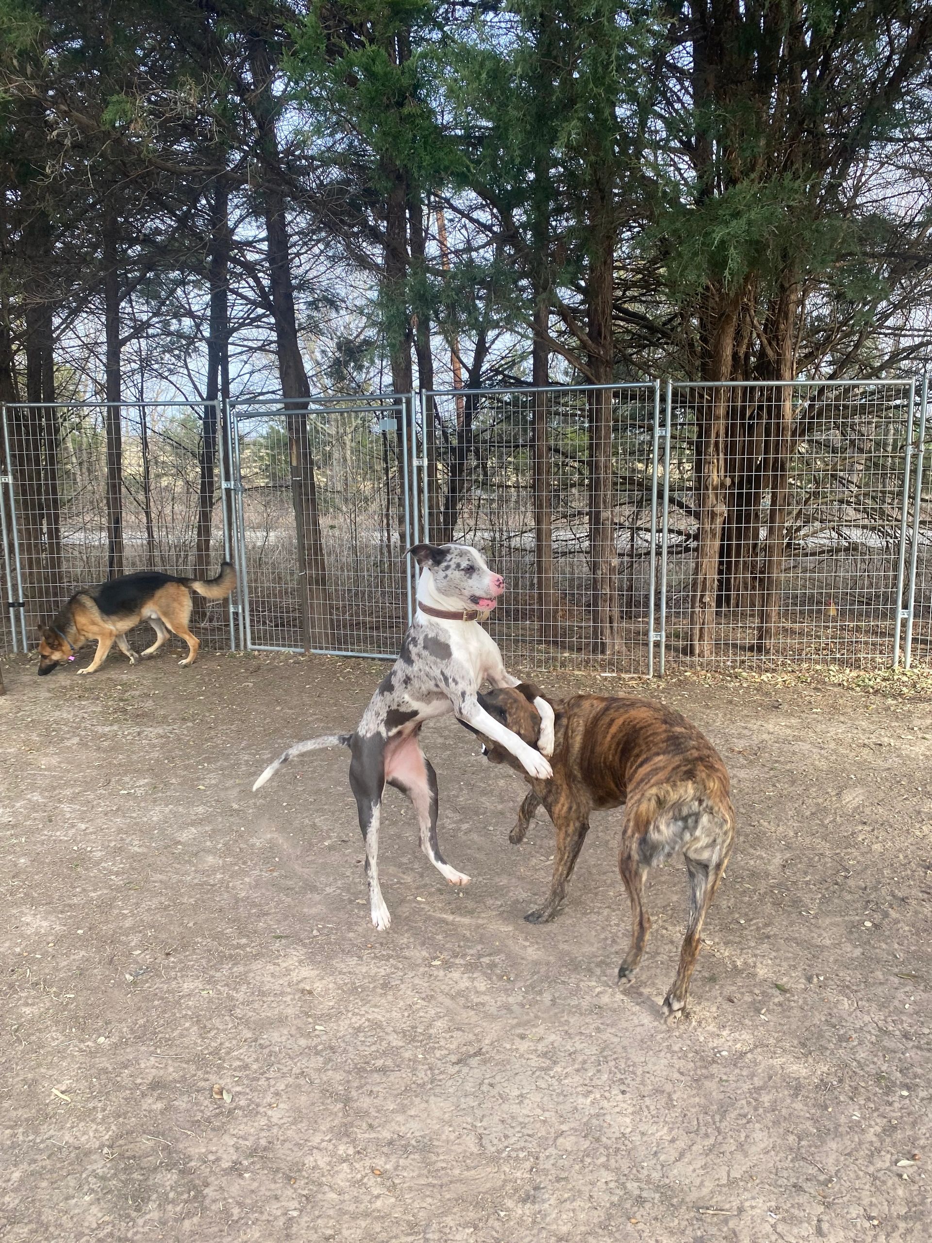 Dog boarding pampered paws dog hotel bonham texas