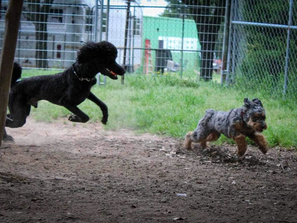 Daycare pampered paws dog hotel