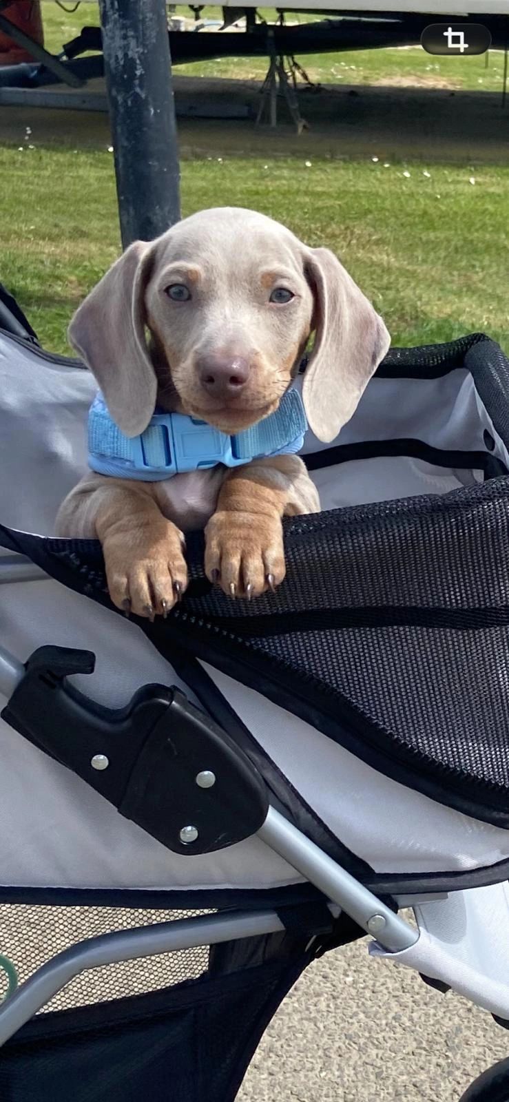 Puppy with blue collar sitting in a stroller outdoors.