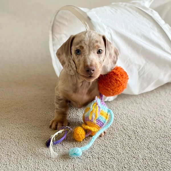 Cute puppy playing with colorful yarn toy on carpet.