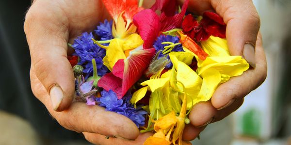 La Mindfulness mi ha insegnato a dare e a ricevere bellezza