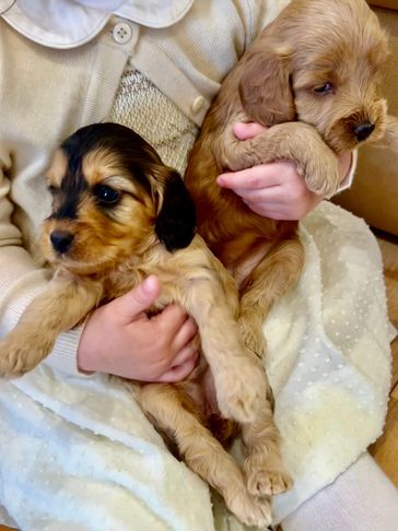 Two adorable puppies being held by a person.