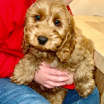 Cute fluffy brown puppy being held.