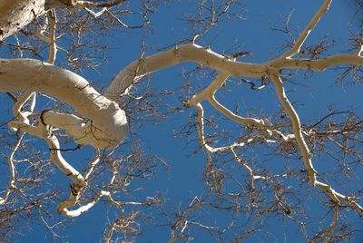 A tree 
A line drawn in the sky
Abstract image 