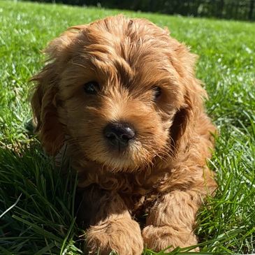 Dogs for sale. Puppies for sale. Dog laying in green grass on a sunny day. 