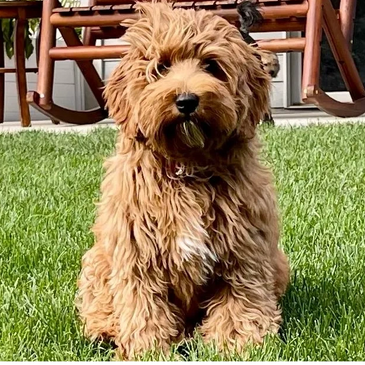 Dog for sale. Puppy for sale.  Australian Labradoodle Midwest Connection Dog Breeder dog sitting. 
