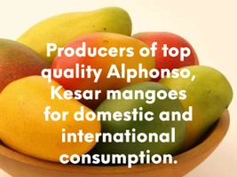 Jatin Desai Mango Farms Valsad