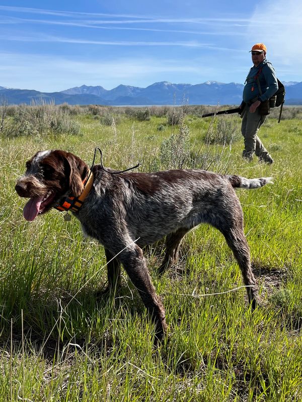 Wirehaired Pointing Griffon bird dog puppy pointing in a field during training 