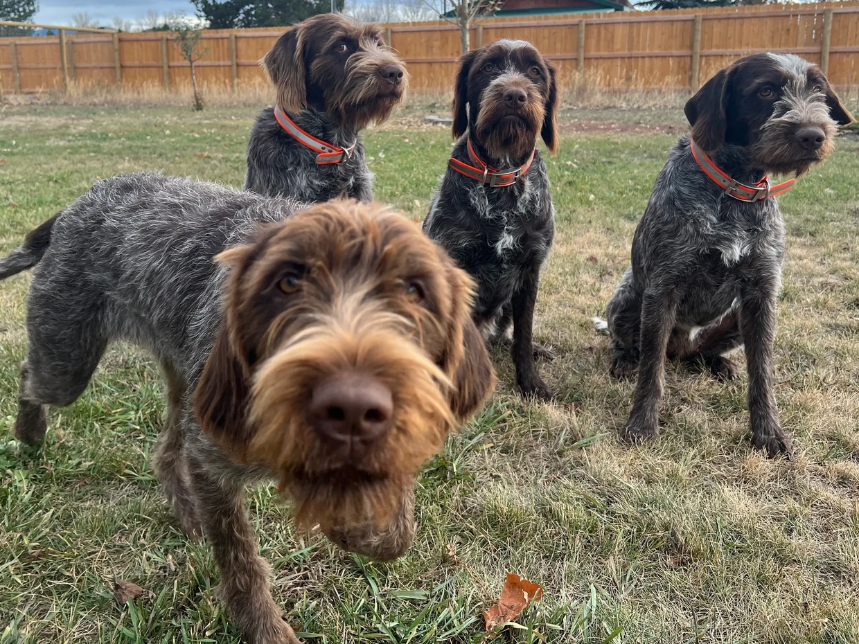 four wirehaired pointing griffons in Montana  