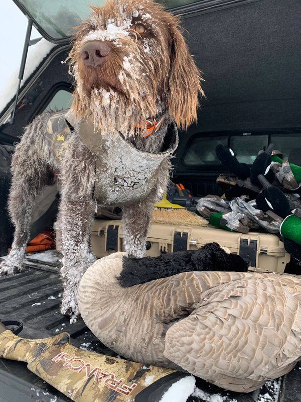 A handsome and snow covered  wirehaired pointing griffon standing over a harvested goose in Montana 