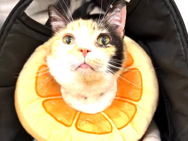 Calico cat wearing an orange slice pet collar, looking curious.
