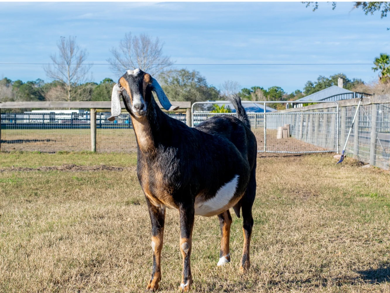Our Goat Milk Soap leaves your skin moisturized and feeling fresh and clean!