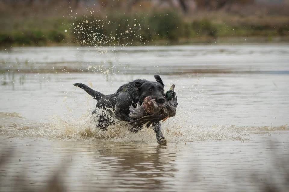 crosswindretrieverstrainingkennel.com