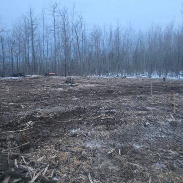 Cleared forest area with tree stumps and light snow on the ground.