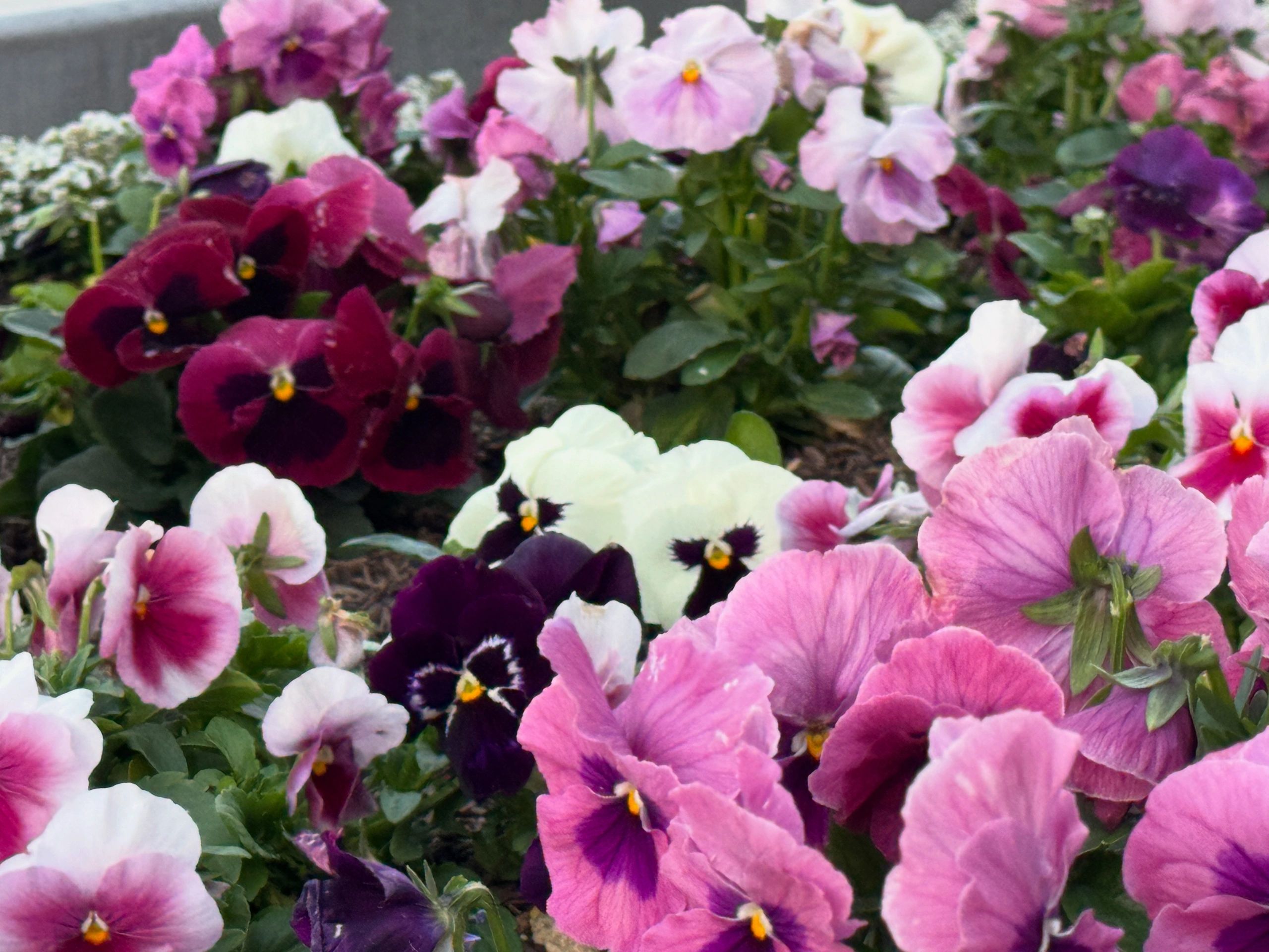 Five Diamond Landscape