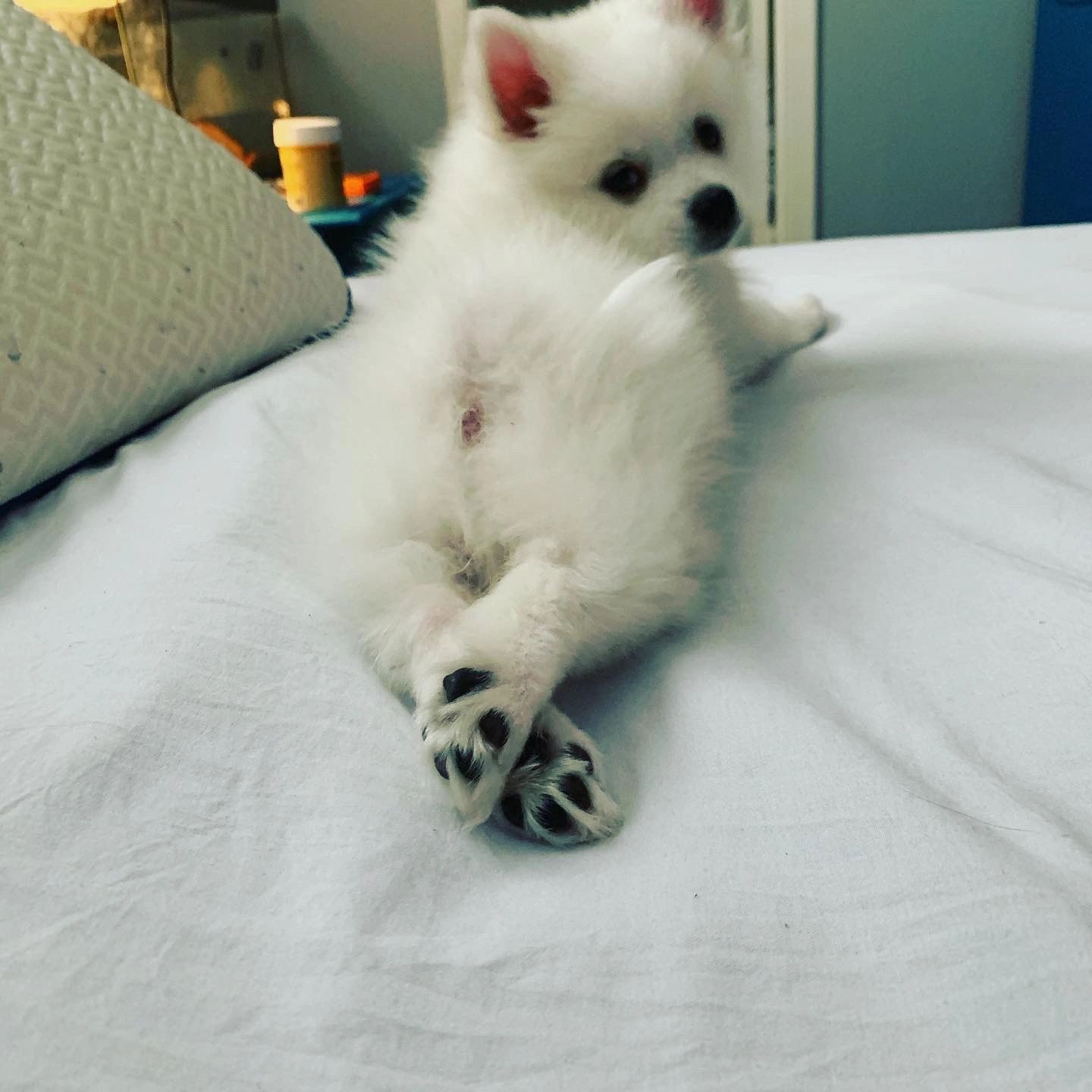 What Breed Is Sssniperwolfs Dogs