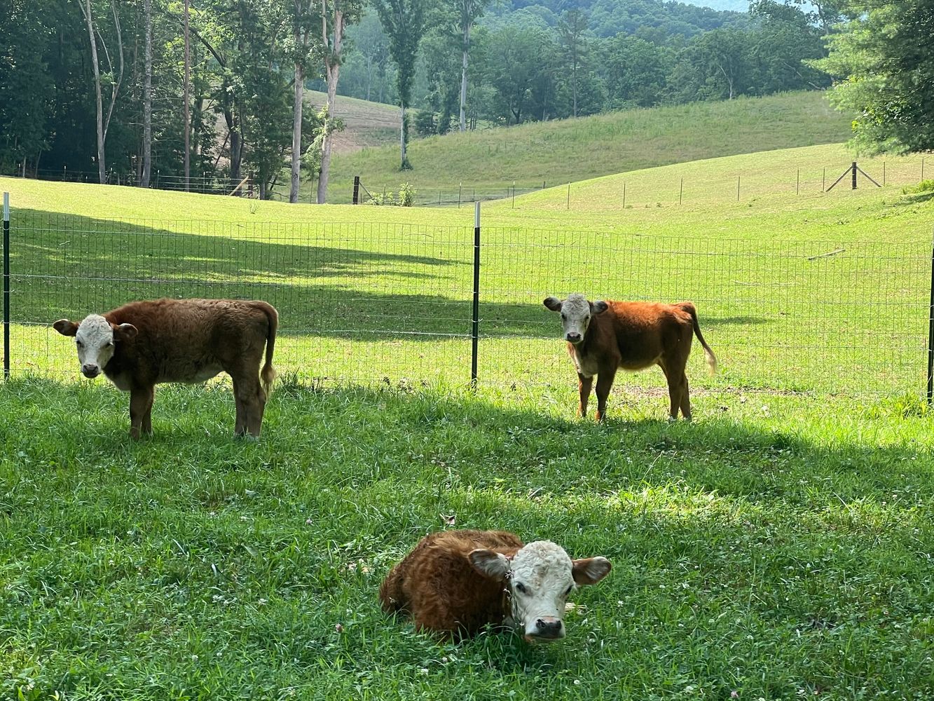 Hereford calves