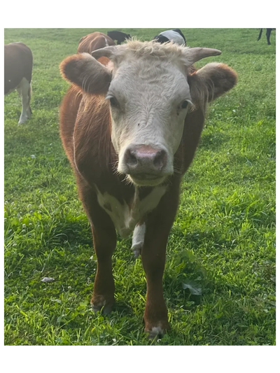 Hazel