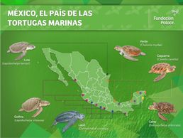 Map of Mexico highlighting sea turtle species and their locations.
