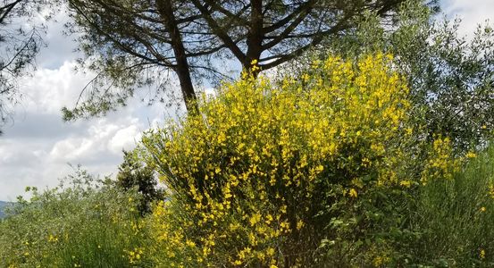 Broom Flowers - Podere San Luigi