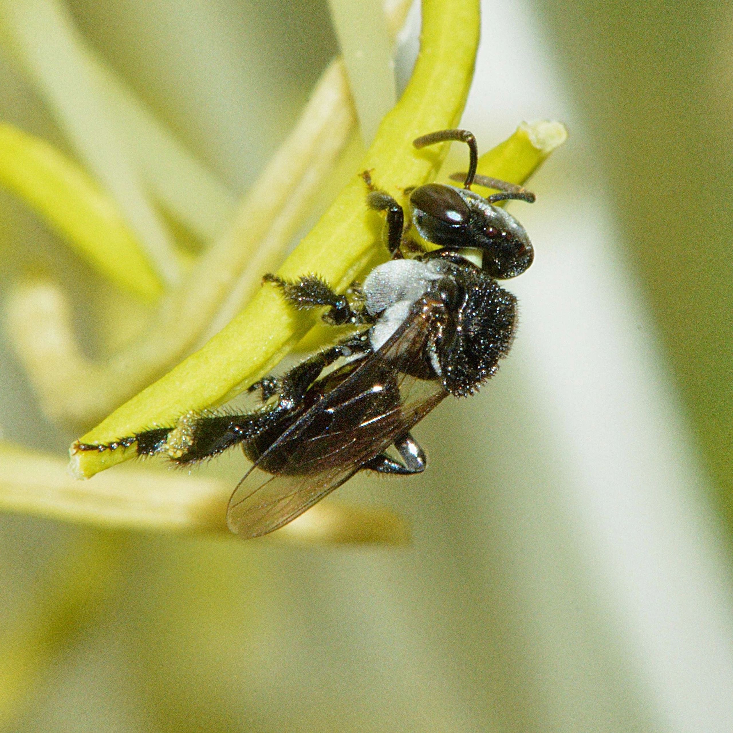 Venturieri Native Bees Brisbane City, Queensland