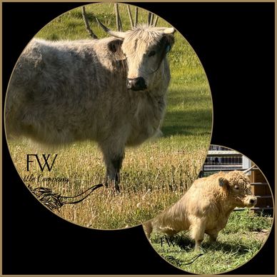 Two Highland cattle in grassy fields.