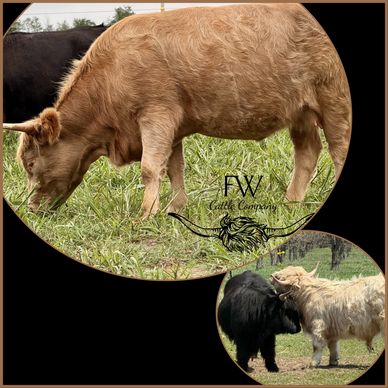 Two cattle on a grassy field, one beige and one black and white.
