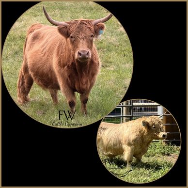 Two Highland cows, one red and one cream-colored, standing in grassy areas.
