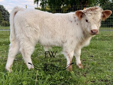 Fluffy white calf standing on green grass.