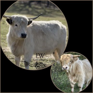 Two white longhorn cattle with horns in circular frames.