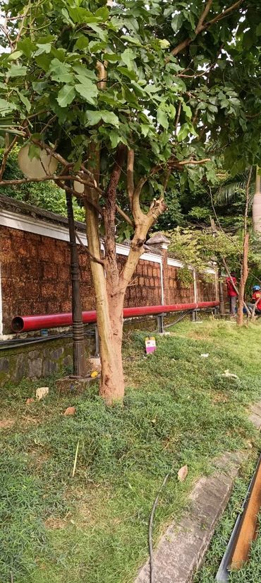 Tree beside a stone wall with a red pipe.