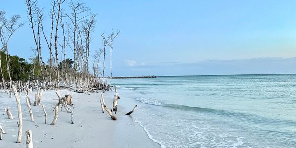 A serene beach with bare trees and gentle ocean waves under a clear blue sky.