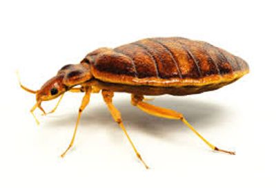 Close up of a bed bug