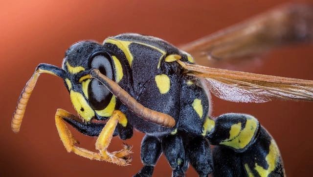 Macro image of a wasp Macro image of a wasp