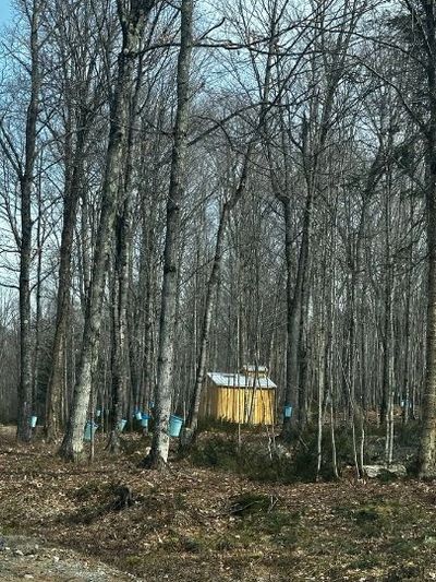 Wooded area with trees and blue buckets, two small wooden buildings in the background.